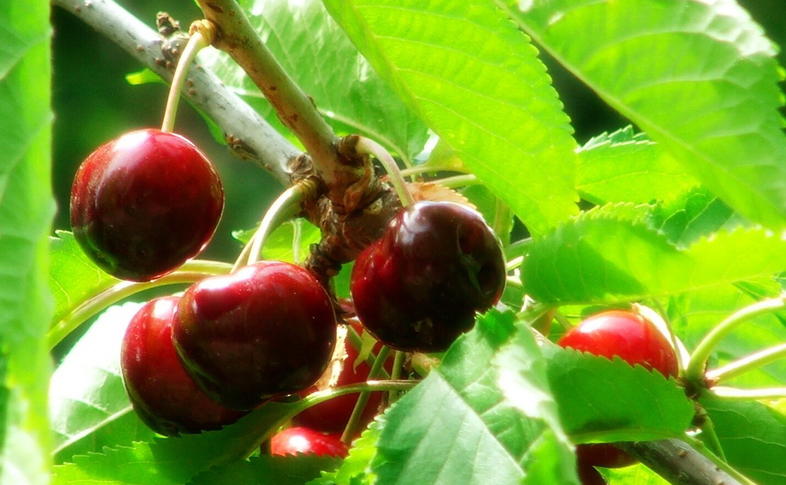 When Are Cherries In Season?