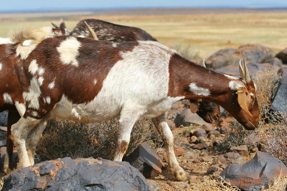 indigenous-goat-farming-in-south-africa