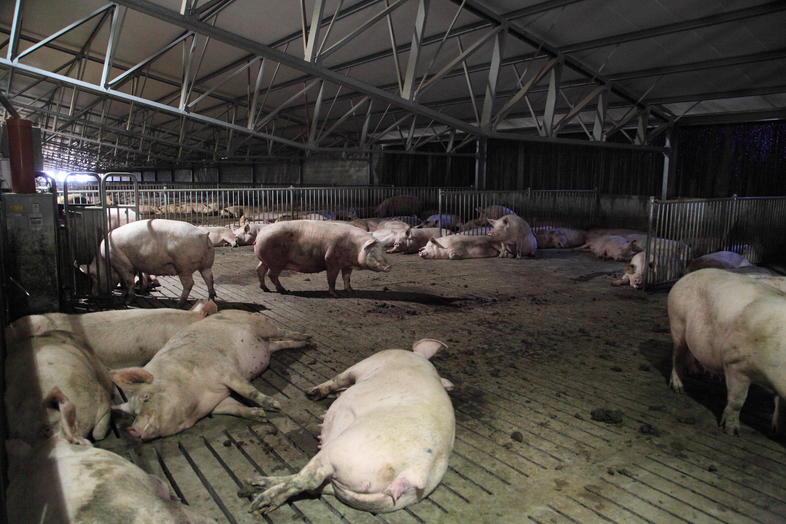 Lameness in Pigs, Farming of Pigs in South Africa