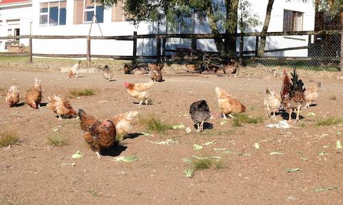 Poultry Farming In South Africa