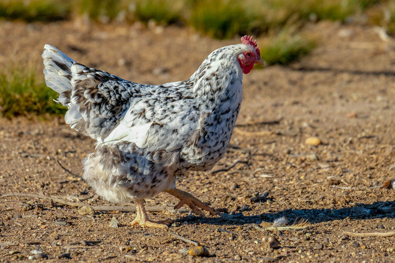 Identifying Poultry Problems-Look - Poultry Farming, South Africa