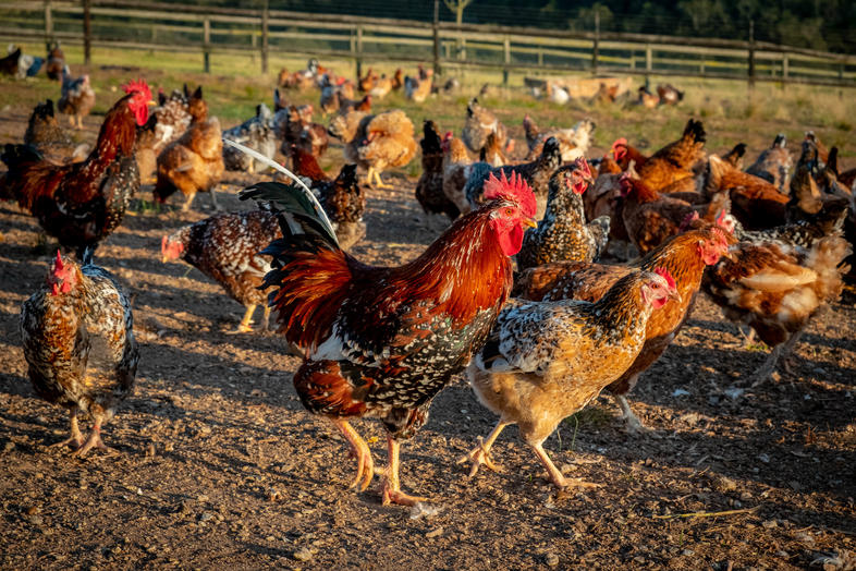 poultry-disease-management-poultry-farming-in-south-africa