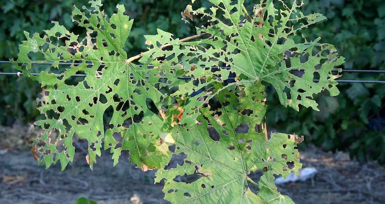 How To Get Rid Of Beetles On Grape Vines