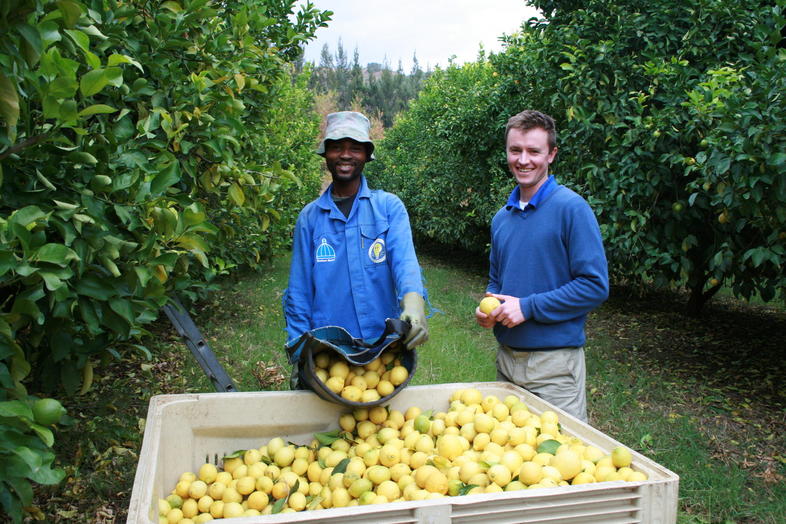 lemons-in-south-africa