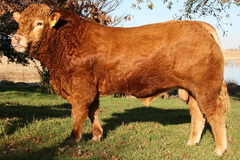 Limousin Cattle South Africa