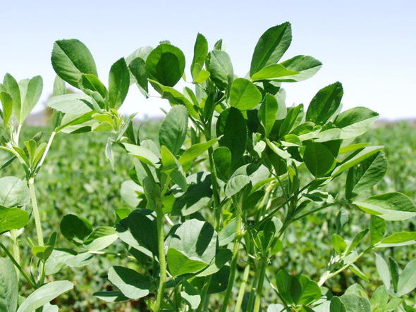 legumes-as-pasture-crops-south-africa