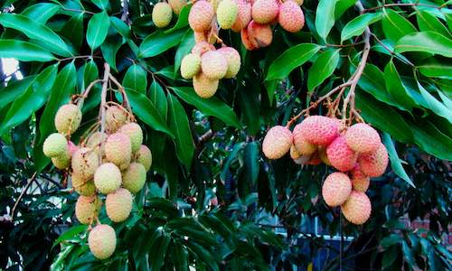 Litchi Farming In South Africa