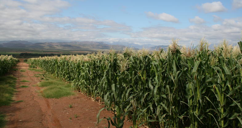 Sweet Corn - Vegetable Farming South Africa