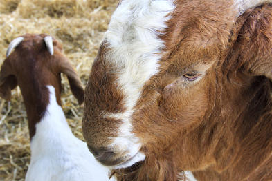 Goat Breeds In South Africa