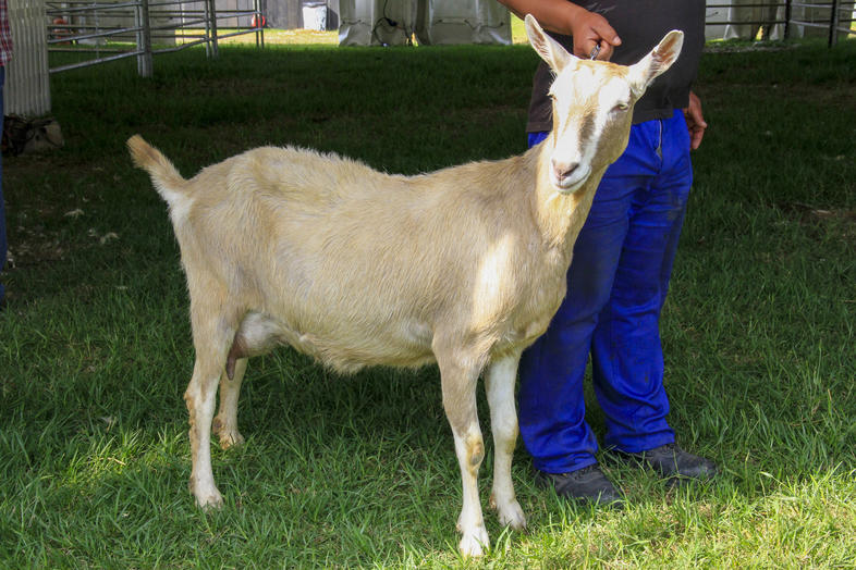 Milk Goat Farming in South Africa