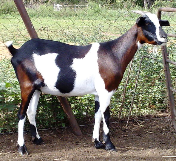 Indigenous Goat Breeds Of South Africa