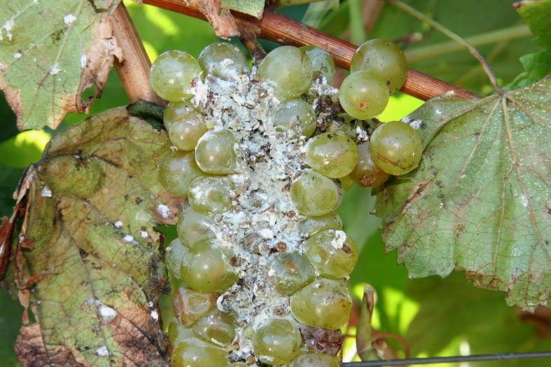 Grape Pests - Wine Grape Growing in South Africa