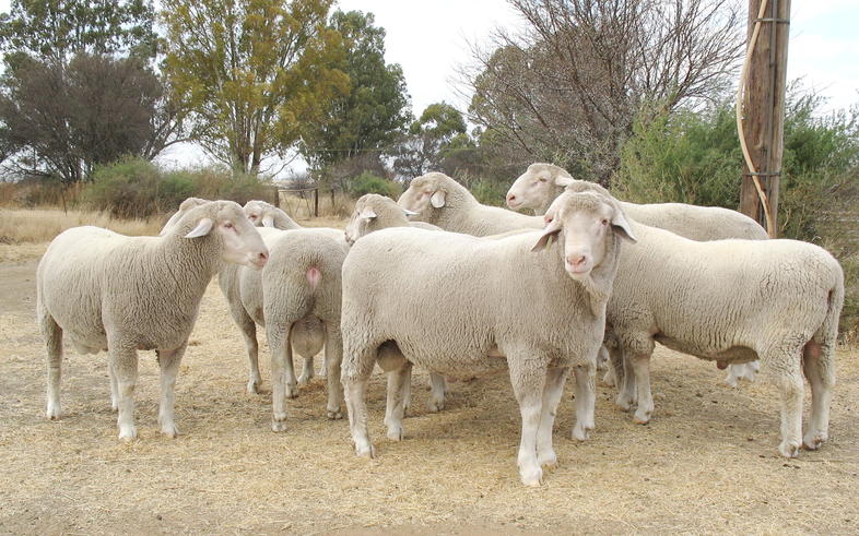 Dual Purpose Sheep Breeds In South Africa