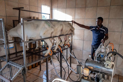 Milking Of Dairy Goats - Goat Farming In South Africa