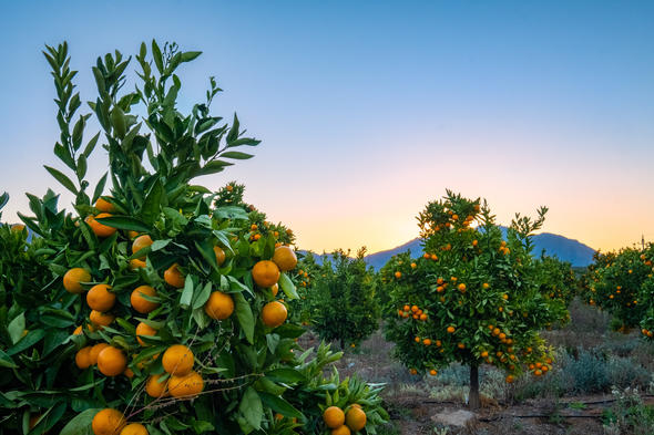 Montagu's Agricultural Products, Western Cape, South Africa