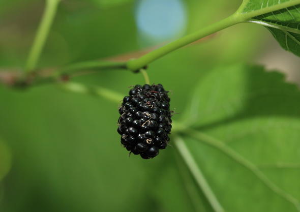 Mulberries - Fruit Farming in South Africa