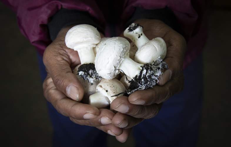 mushroom farming business plan south africa