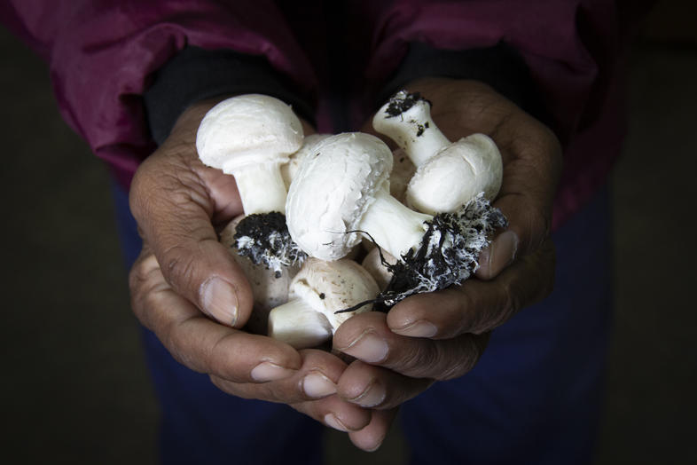 Mushroom Farming in South Africa