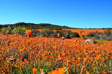 Coast to Kalahari Itinerary Day 5 - Namaqua National Park