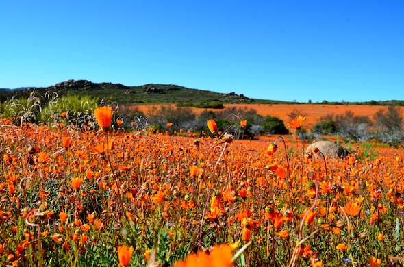 Coast To Kalahari Itinerary Day 5 - Namaqua National Park