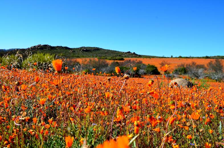 Coast to Kalahari Itinerary Day 5 - Namaqua National Park