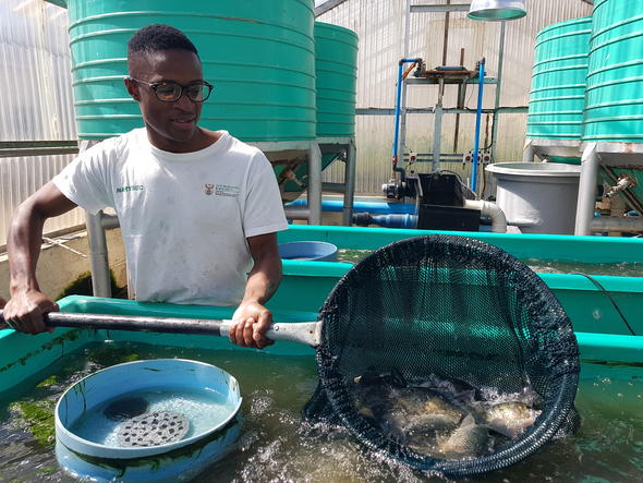 Freshwater Fish Farming in South Africa