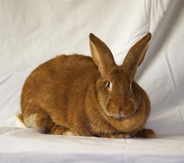 Types of Meat Rabbits, Rabbit Farming in South Africa