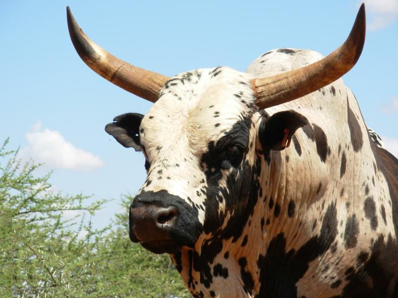 beefmaster-cattle-breeders-society-of-south-africa