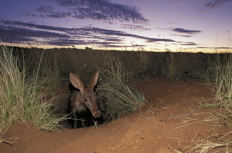 What Do Aardvarks Look Like?