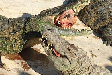 Crocodile Production, South Africa