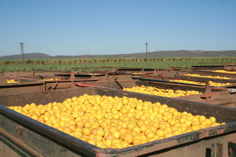 citrus-production-south-africa