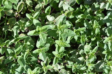 Oregano - Herb Growing in South Africa