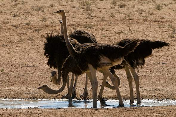 South African Ostrich Business Chamber Saobc