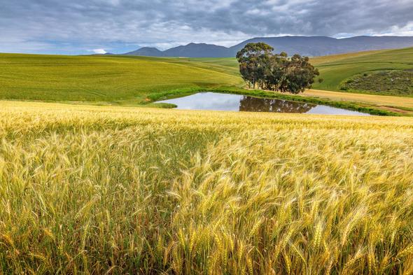 wheat-cultivation-field-crops-in-south-africa