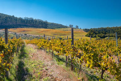 Paarl Wine Route, Western Cape, South Africa