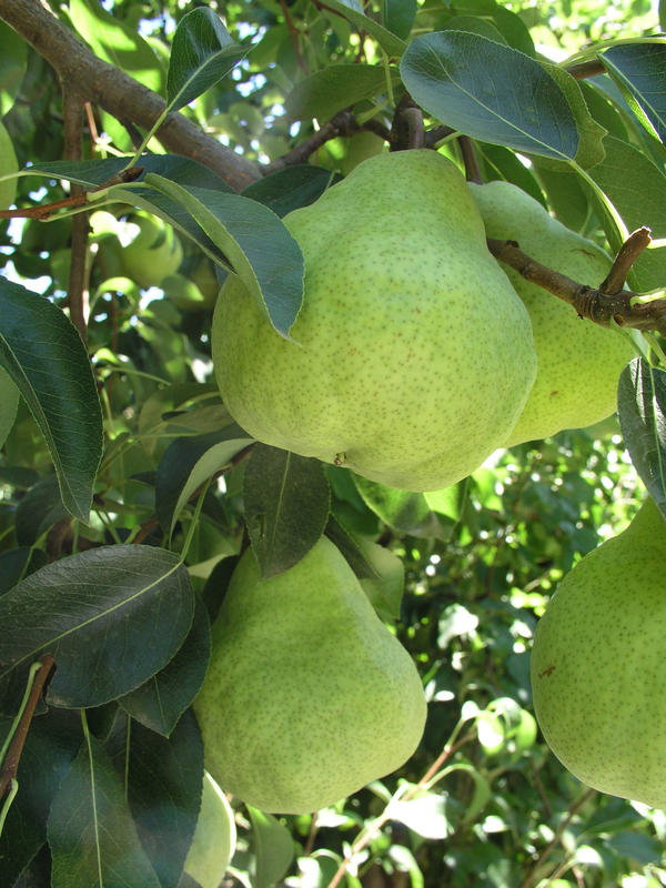 Pears in South Africa