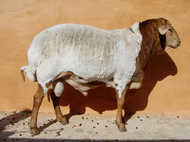 Indigenous Sheep Breeds in South Africa