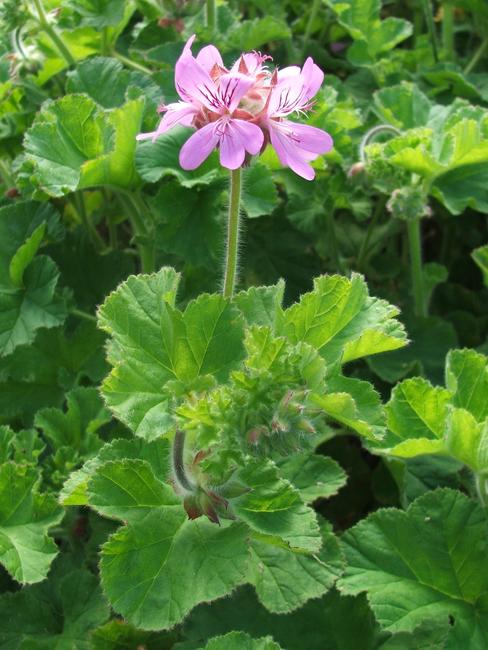 Cape Rose Geranium for PMS