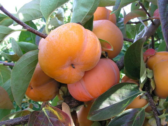 Persimmons - Fruit Farming in South Africa