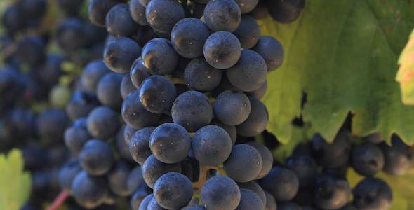 petit-verdot-grapes-south-africa