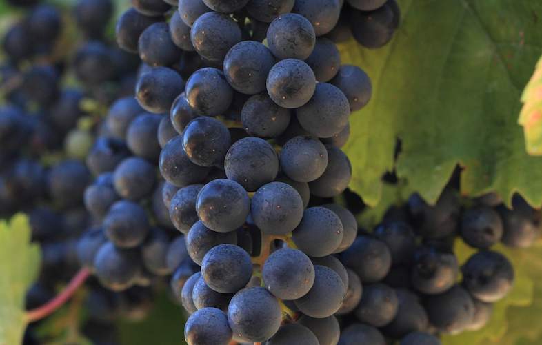 petit-verdot-grapes-south-africa