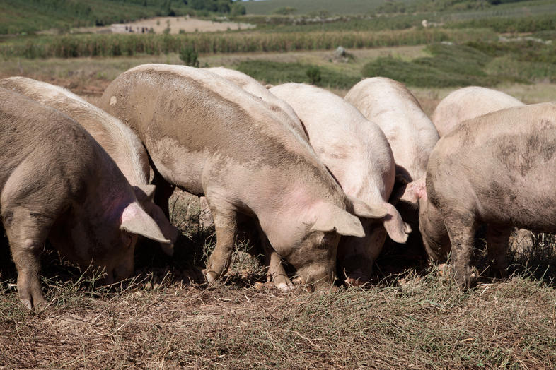 feeding-food-waste-to-pigs-farming-of-pigs-in-south-africa