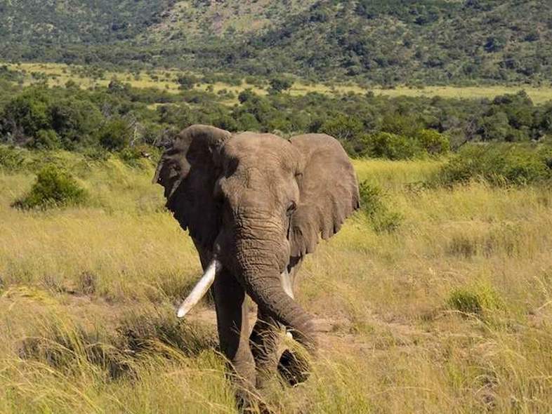 Pilanesberg National Park, South Africa