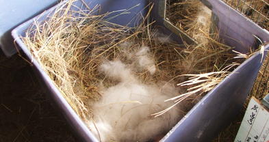 Record Keeping in Rabbit Farming