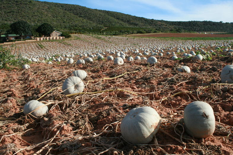 Pumpkin And Hubbard Squash Planting Vegetable Farming South Africa