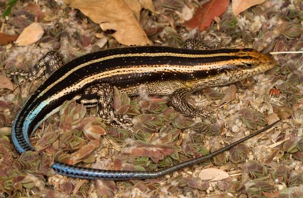 Rainbow Skink - Reptiles - South Africa