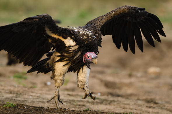 Vulture Adaptations - Birds - South Africa