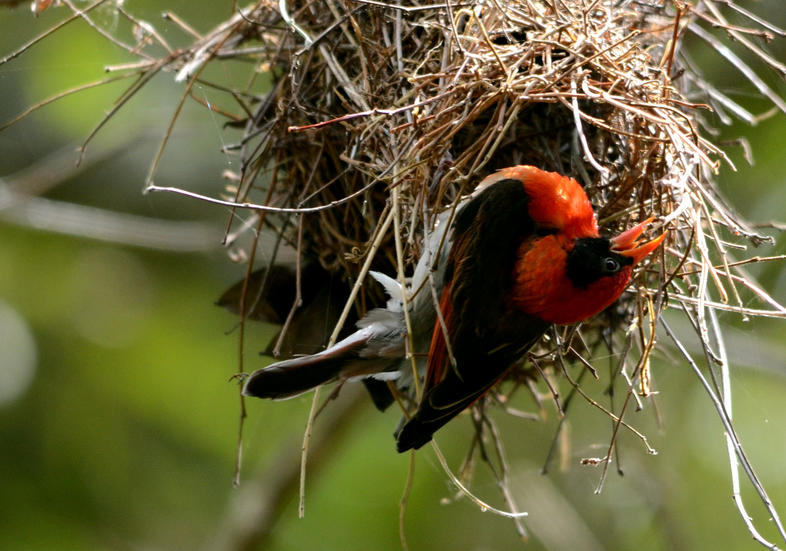 Weavers Nests - Birds - South Africa