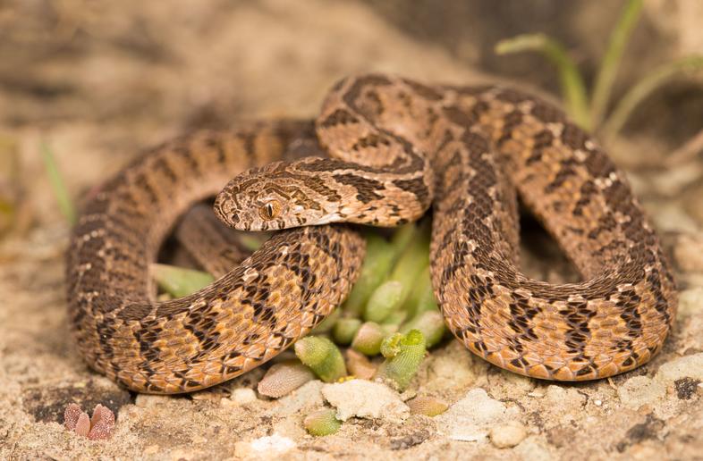 Rhombic Egg-eater - Reptiles - South Africa