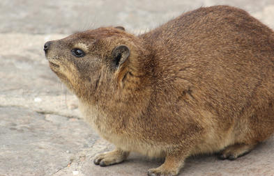 How Do Dassies Keep Warm - Mammals - South Africa